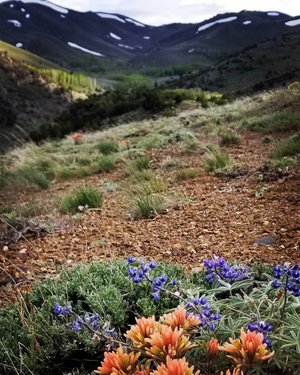 Paintbrush and Lupine blooming with our camp behind it in the aspens. It was a cold and wet week up there but nothing beats camping and relaxing with friends.

#nevada #nevadaphile #exploreNevada #nevadasky #getoutside #Wilderness #travelnevada #howtonevada #nvmag #nevadawildflower #wildflower #flowers #wildflowerseason #nevadaflower #lupine #paintbrush #aspen #trees #greatbasin #mountains #peak #highcountry #canyon #dfmi #homemeansnevada #battleborn #nevadacamping #camping #scenery
