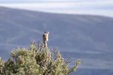 There are many great views to see at Great Basin National Park. As you hike find a nice overlook away from it all, please don't climb the trees.

Although rock squirrels form burrows in the ground, they are adept tree climbers and can often be seen peering out from treetops.

Share with us some of the views you have seen at Great Basin during your last visit!!

Image: A rock squirrel taking in the view atop a tree. GBI/Joseph Danielson