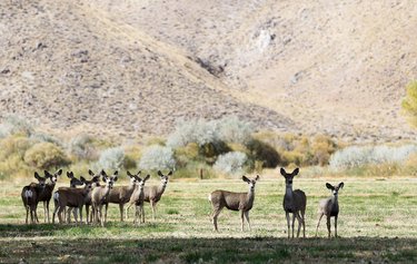 #MondayMotivation The views are amazing, but be careful ... you might run into a few inhabitants when you visit Pitchfork Ranch, in the Walker River state recreation area near Yerington. Pitchfork Ranch is open to camping, hiking, biking, wildlife viewing, kayaking, fishing, or simply relaxing in the great outdoors. (📷: nvstateparks) #explore #discovernevada #nevadasilvertrails #nst #greatoutdoors