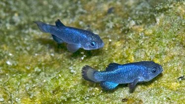 Prepare for your mind to be melted, ‘cause the rarest fish on the whole planet lives right here in the Silver State. 🐟🌎😯
•••
When we describe the Devils Hole Desert Pupfish as rare, we’re talking “only about 100-ish total fish left in existence” rare. And if that’s not crazy enough, these teeny tiny creatures (averaging about 3/4 of an inch in length) have been calling a natural hot spring inside Ash Meadows National Wildlife Refuge – which sits at a constant 92 degrees – home for 10,000 YEARS. Guess we know where Dory got her “just keep swimming” motto from.
.
.
.
.
#TravelNevada #NVWildlife #AshMeadows #Pupfish #OnlyInNevada #NaturalNevada #BeyondVegas #ExploreTheOutdoors #NV