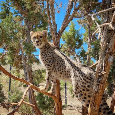 What’s cuter than a cheetah in a tree?  Unlike most cats, cheetahs are not good tree climbers although they do like to get up high to search for prey. Except for Amani - Amani wants to be a leopard when he grows up!  #animalark