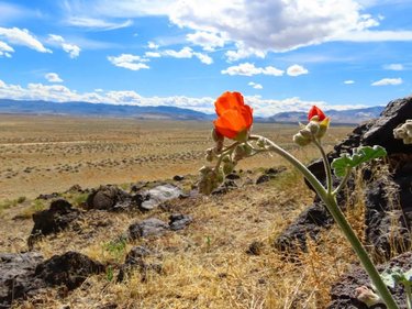 #Nevada #HomeMeansNevada #TravelNevada #Fernley #Ferntucky #Desert #WayOutPastTheDryLakeBeds #DontFenceMeIn #DFMI  #WildFlowers #HornyToads #Mandelorian #SandDunes #SunburnSaturday #naturephotography #nature #naturelovers #natureza #canon #travelnevada #canonphotography #Canonphoto #Outdoors #Gooutsise #Explore #CheckTheRocks #lovemylife #beautiful