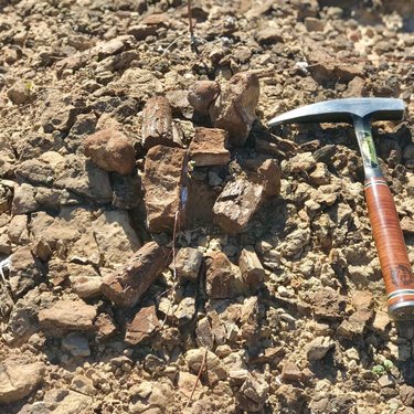 🕵️I Spy with my Scientific Eyes🕵️‍♀️
....#FossilFriday 🦖🦕🦖🦕🦖🦕🦖🦕🦖🦕
This dinosaur long bone was discovered in February with help from paleomel in the valley.of.fire. Looks more like a pile of rock, but scientists are currently trying to piece it back together to see what dinosaur was roaming around 100Ma. 
This specimen was recovered under a scientific permit, and a reminder NO fossils should ever be collected. If you ever come across a fossil: take a picture, get coordinates, and inform park personnel as soon as possible! 
There are fossils you can look for and collect however on private or BLM land! Invertebrate fossils (shells, corals, and trilobites) can be collected. If you are going on a fossil hunt on public lands, pack out what you pack in, social distance, and collecting is legal as long as it’s for your own rock collection. No trading, bartering, or selling. 
#nevada #jrscientist #Scientist #fossils #dinosaurs #paleontology #homeschool #distantlearning #EdChat #learning #teaching #scienceEd #k12 #travelnevada #homemeansnevada #neverstopexploring #stayhomenevada #nvpaleo #nvsciencecenter