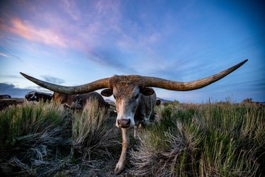Meet Mister. The sweetest longhorn you'll ever meet! Haven's Ranch in Winnemucca has such gorgeous longhorns and a stunning wedding venue for your outdoor wedding!