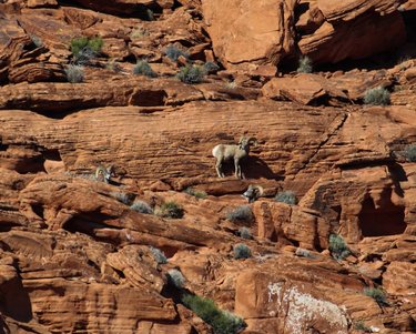 Can you count all the rams in this photo? Had I not seen a silhouette moving along the topmost rock, I would never have seen this bachelor group moving along the rock face.⁣
⁣
#bighornsheep #desertwildlife #desertbighorn #bighornrams #wildsheep #natgeowild #nanpapix #naturephotography #naturematters #natureconservation #usfws #dfmi #naturelovers #wildlifephotography #valleyoffirestatepark #valleyoffiresheep #nevadastateparks #nevadawildlife #friendsofnevadawilderness #adventure #valleyoffire #wildlifeseekers #conservation #nature #wildlife #wildanimals #nevadabighorns #optoutside #yourshotphotographer #natgeoyourshot⁣
nanpapix natgeowild friendsofnvwild nevadawildlife usfws valley.of.fire nevadacameraclub naturalnevada nature_org natgeoyourshot