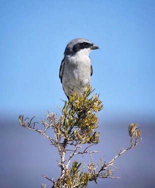 “Killer songbirds come in small packages.” 🐦📦🎶
•••
📍: Stillwater National Wildlife Refuge (@VisitFallon)
✏️➕📷: @kylegernerphotography #TravelNevada #NVWildlife