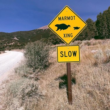 Watch out for those marmots. 👀🐾⚠️
•••
📷: @elizabethstar #TravelNevada