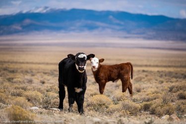 Wild & Free 
Mini Moo's running around playing chase.

#cattle. #babies. #play. #Desert. #wild and free. #beef. #nature. #conservation  #nevada. travelnevada  only_in_nevada  _fujilove_