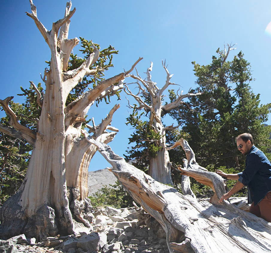5,000-year-old bristlecone pine 