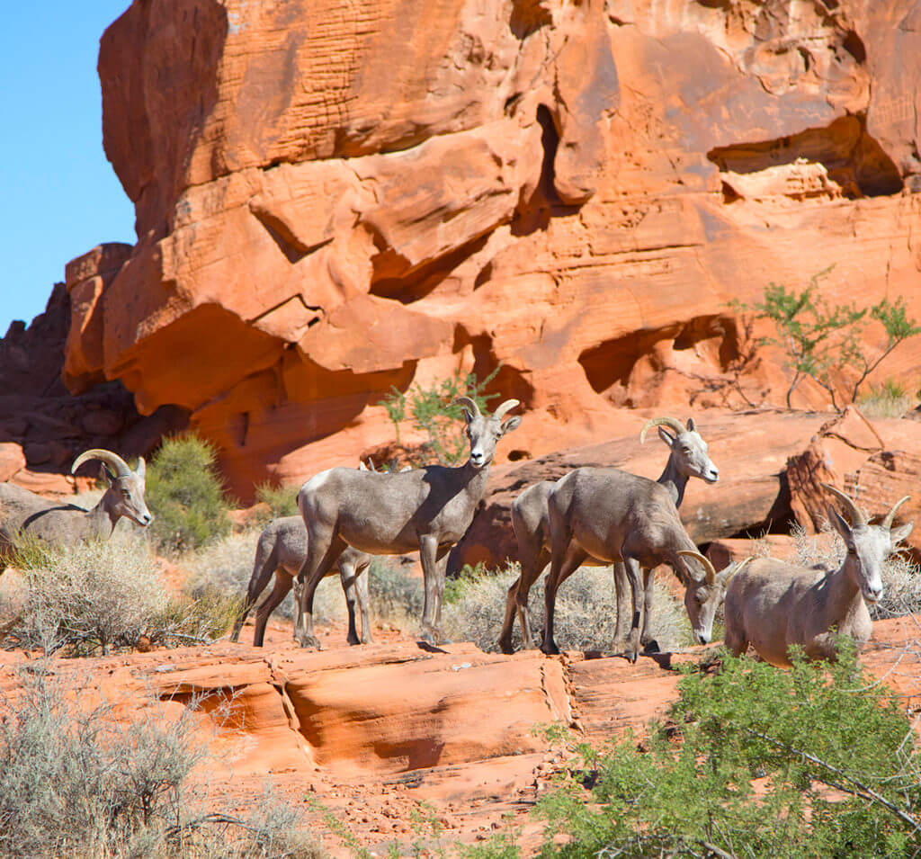 Wildlife, Nevada Wildlife, Nevada Bighorns, Bighorn Sheep, Desert Bighorns