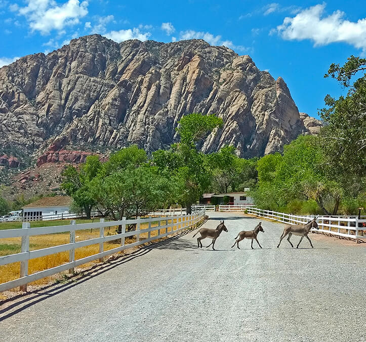 nevada burros crossing the road at a ranch