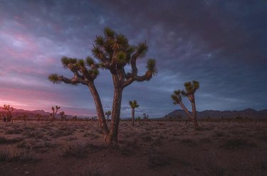 Beauty of the desert. 📷: ryandyar