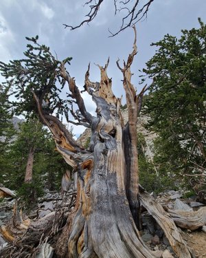 “Reach for the sky. ” – Woody the Toy 

Our own wood-y trees, the Bristlecone pines, often adopt an appearance of reaching high into the air, grasping for the sun they so love. While having the appearance of death, this bristlecone is very much alive! At over 3200 years old, this Bristlecone sprouted from the ground and has seen more than 2.4 million sunrises and sunsets and 360,000 full moons since then. These trees stand as reminders to the enormity of time and our own short lives in the sun.

Image: A Bristlecone pine, lacking needles, with gnarled wood reaching upwards to a cloudy grey sky. Image Credit: NPS/ B. Mills