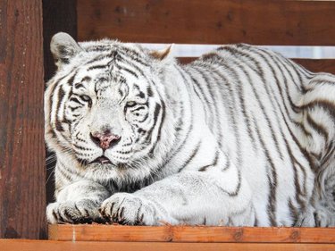 Our naming contest winner Beth Davis has the purrfect name for our new resident - Aashavaan, which means hopeful, as she is hopeful for a new and wonderful life for him at Safe Haven. Pronounced Osh-uh-von

Thank you Beth for giving him such a dignified new name. 

#tiger #bigcats #whitetiger #animalrescue #Nevada #animalsanctuary