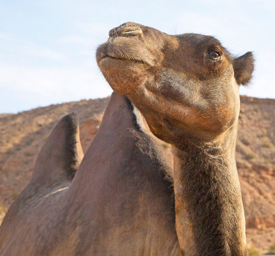 Camels, Camel Safari, Wildlife Preserve, Animal Preserve, Mesquite Camel Safari, Camel Safari