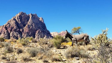 Surprise! Burro. ❤ 
#desertscrumbies #burro #homemeansnevada #dfmi #travelnevada #explorenevada #outdoornevada #nevada #nvstateparks #nvadventure #springmountainranch
#springmountainranchstatepark
#burros #donkey #optoutside #outdoors #publiclands #springmountains #fallinthedesert #autumninthedesert