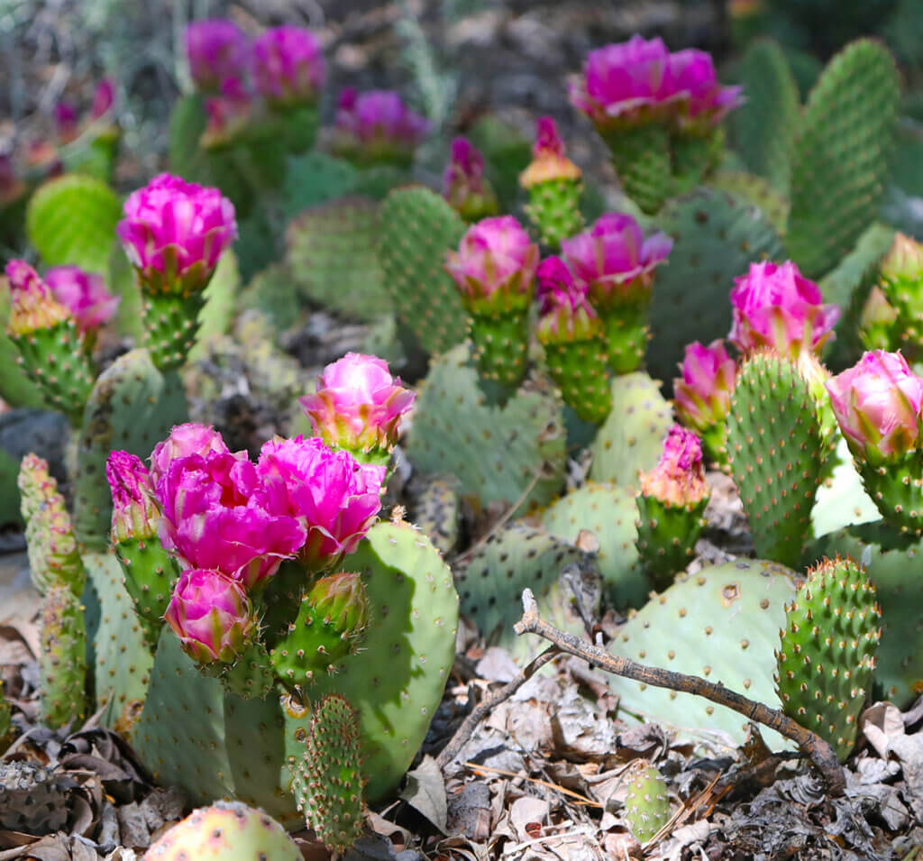 cacti in dayton state park