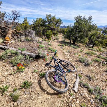Ely's trails are incredible 😭 They ALMOST made up for how terrible my kids were camping this weekend. 

#camping #rideelynv #elyvated #dfmi #travelnevada #howtonevada #optoutside #forceofnature #pyga #pygabikes #womenmtb #mountainbiking #trailchat #wildnevada #wildnevada22 #wildflowers #greatbasin #garbaruk garbaruk_components #ridedifferent