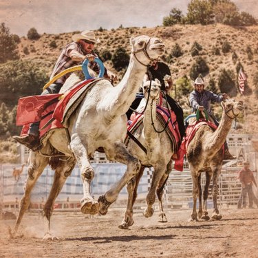 Camel Race Weekend!
#virginiacity 
#onlyinvc 
#camelraces 
#camels 
#travelnevada 
#dontfencemein