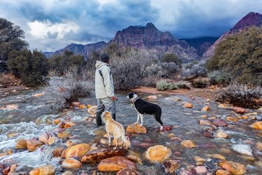 Out with the homies! 
#redrockcanyonnationalconservationarea #redrockcanyon #river #explore #explorenevada #travel #hike #travelnevada #pets #getoutside #rocks #storm #lvphototours #pets #dogs #bordercollie #photographer #outdoorphotography #desert #mojavedesert #naturelovers
