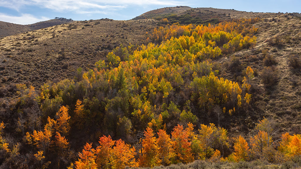 fall colors in harrison pass lamoille canyon