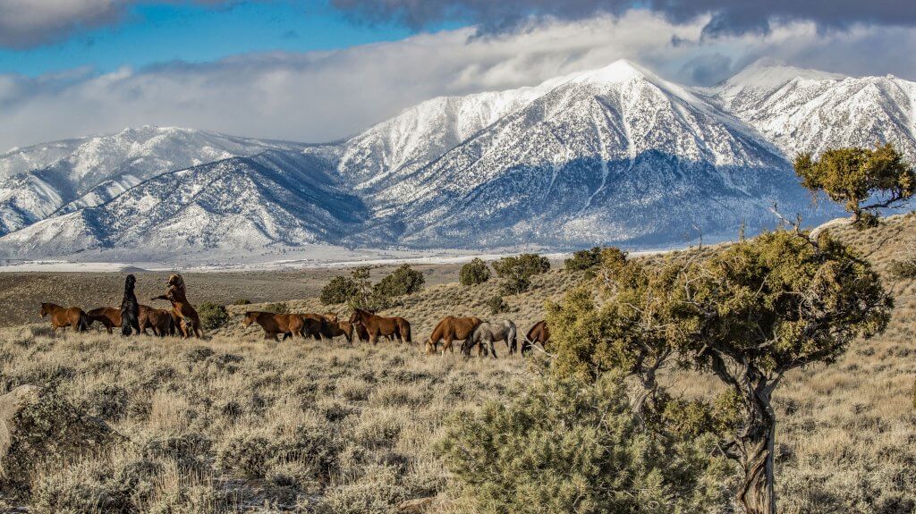 Carson Valley Wild Horse Herds