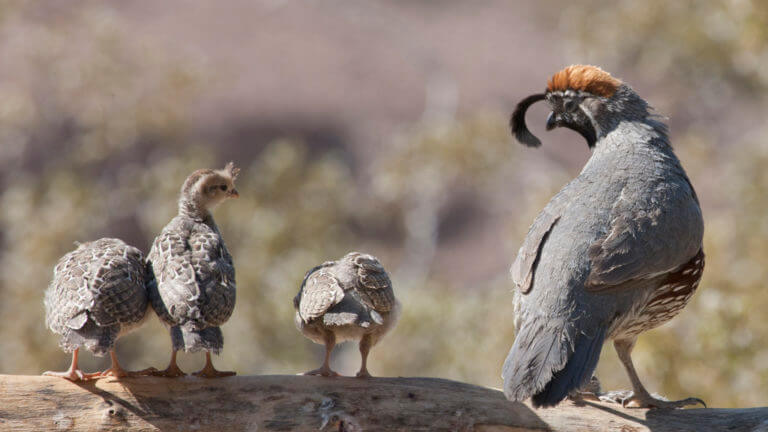 Desert National Wildlife Refuge birds