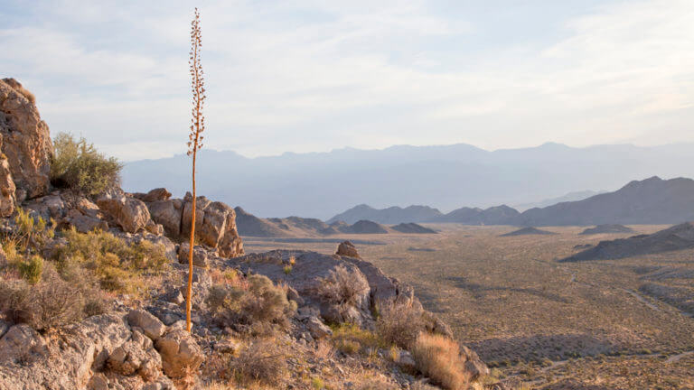 views Desert National Wildlife Refuge