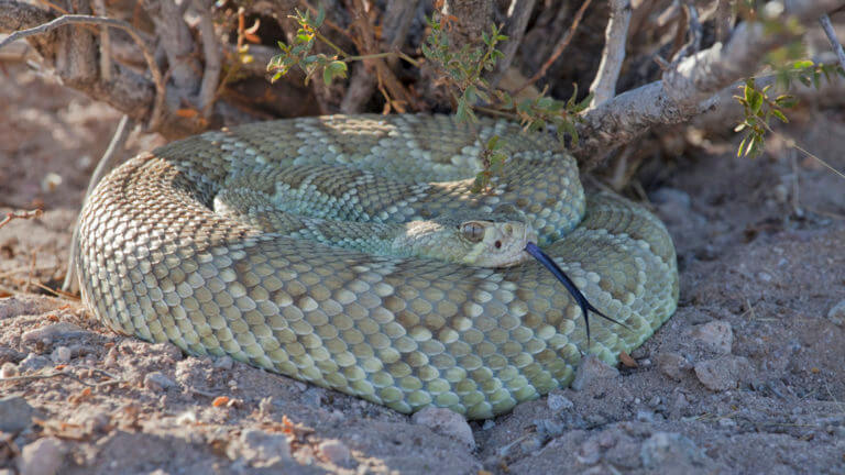 snake at Desert National Wildlife Refuge