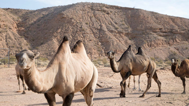 Three camels