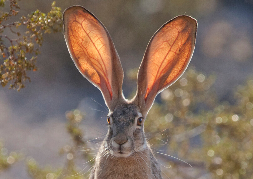rabbit at the desert national wildlife refuge