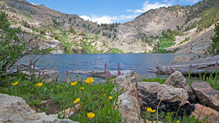 lake and flowers in ruby mountains nevada