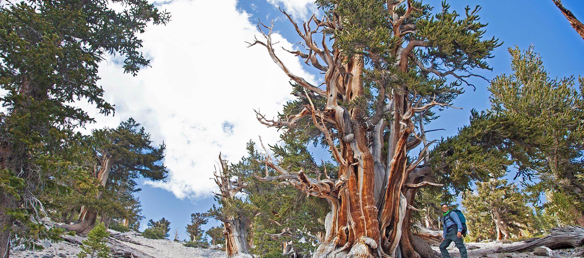 Nevada Bristlecone Pine